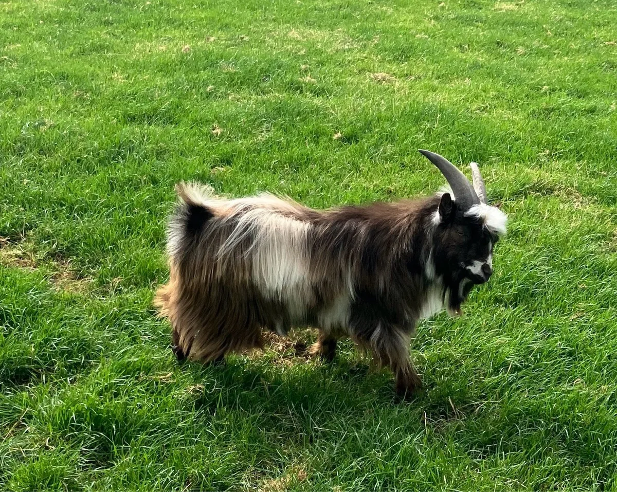 Young Pygmy male available - Image 2