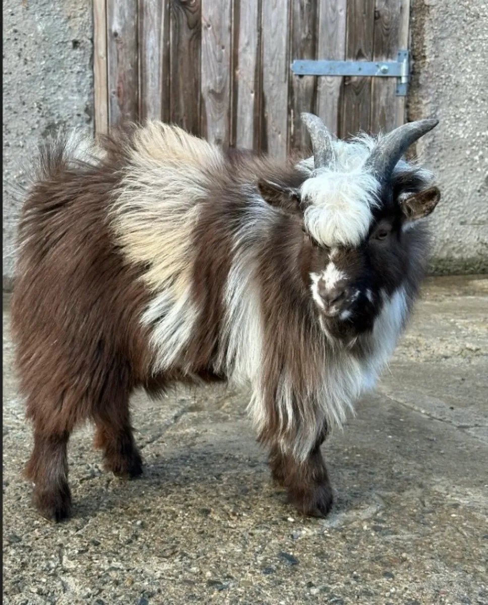 Young Pygmy male available - Image 3