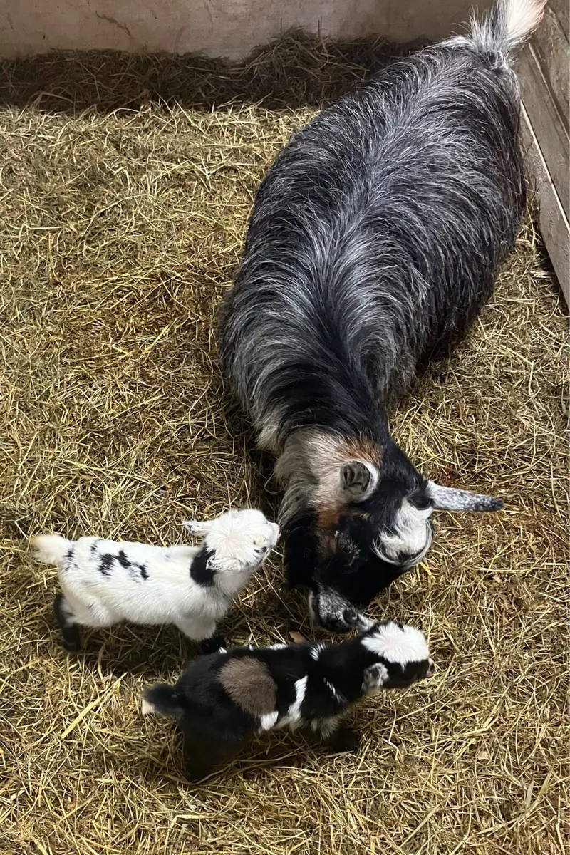 Young Pygmy male available - Image 4
