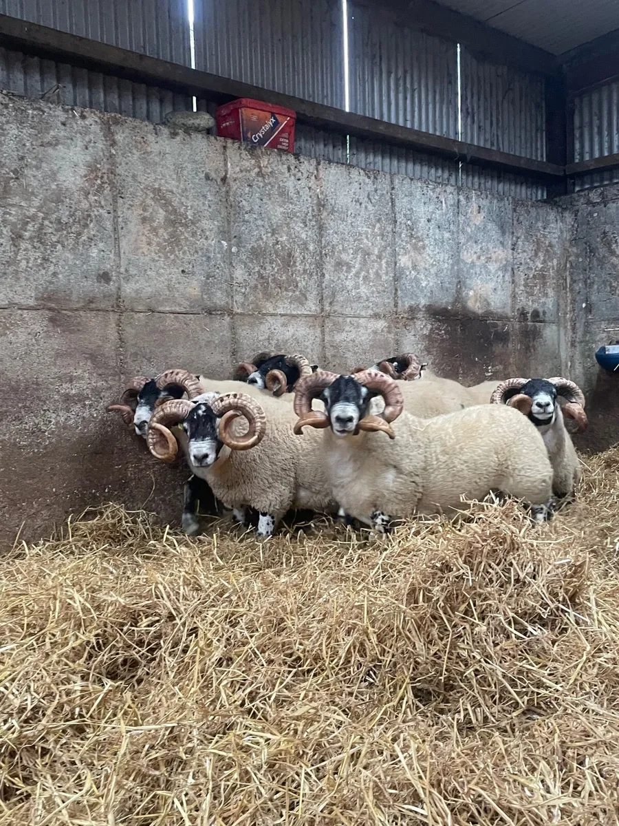 Lanark Shearling Rams - Image 3