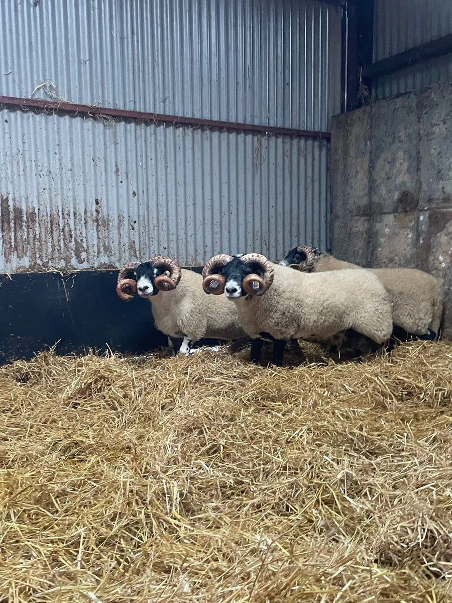 Lanark Shearling Rams - Image 4