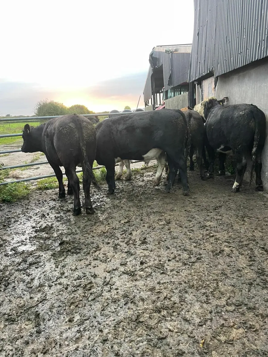 Six fully organic limousine and Hereford  bullocks - Image 2