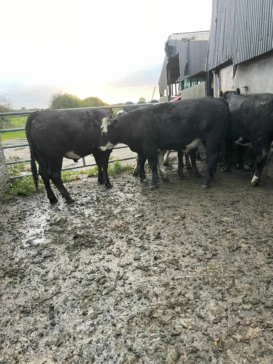 Six fully organic limousine and Hereford  bullocks - Image 3