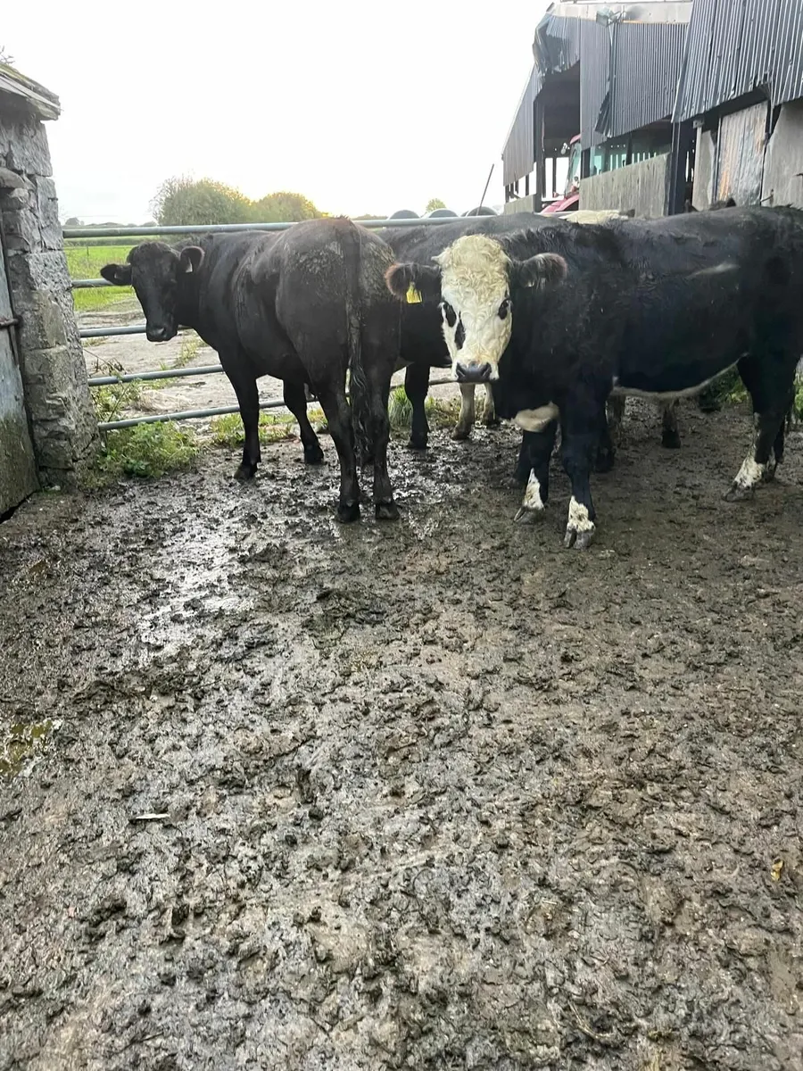 Six fully organic limousine and Hereford  bullocks - Image 4