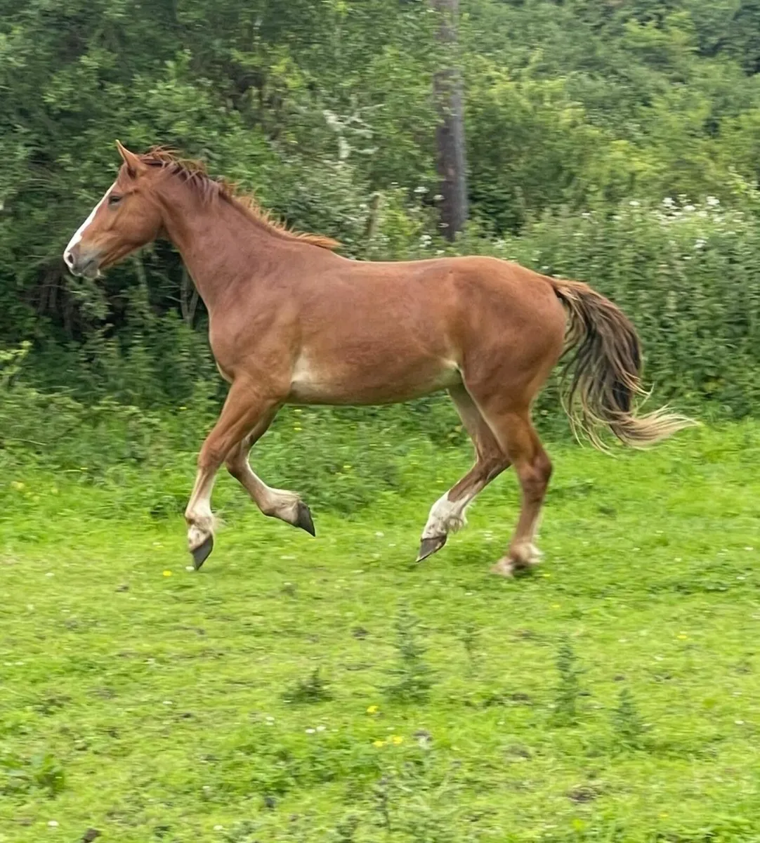 horse - Image 1