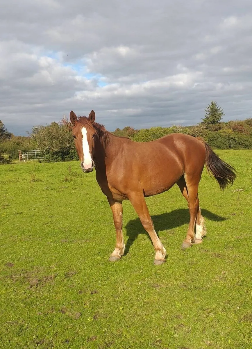 horse - Image 2