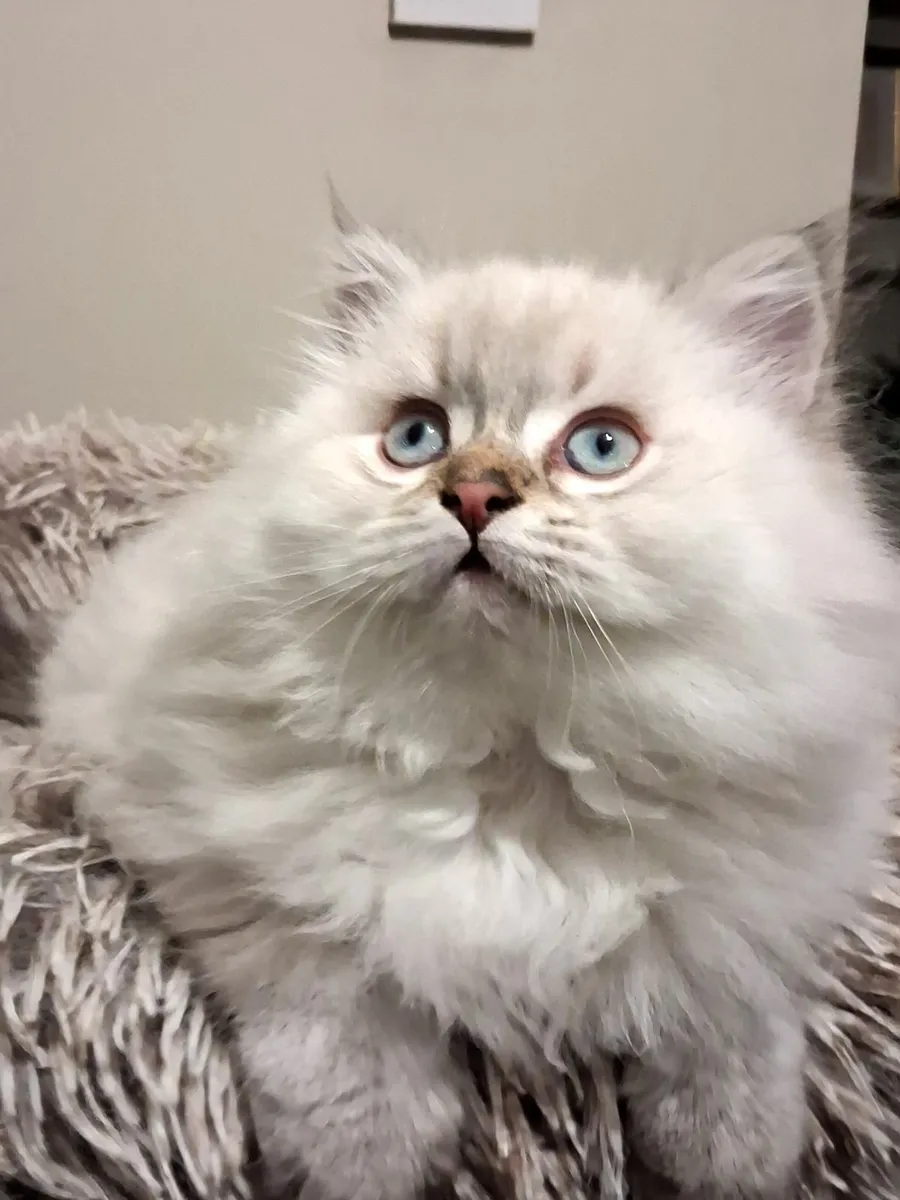 Gorgeous male kitten - Image 1