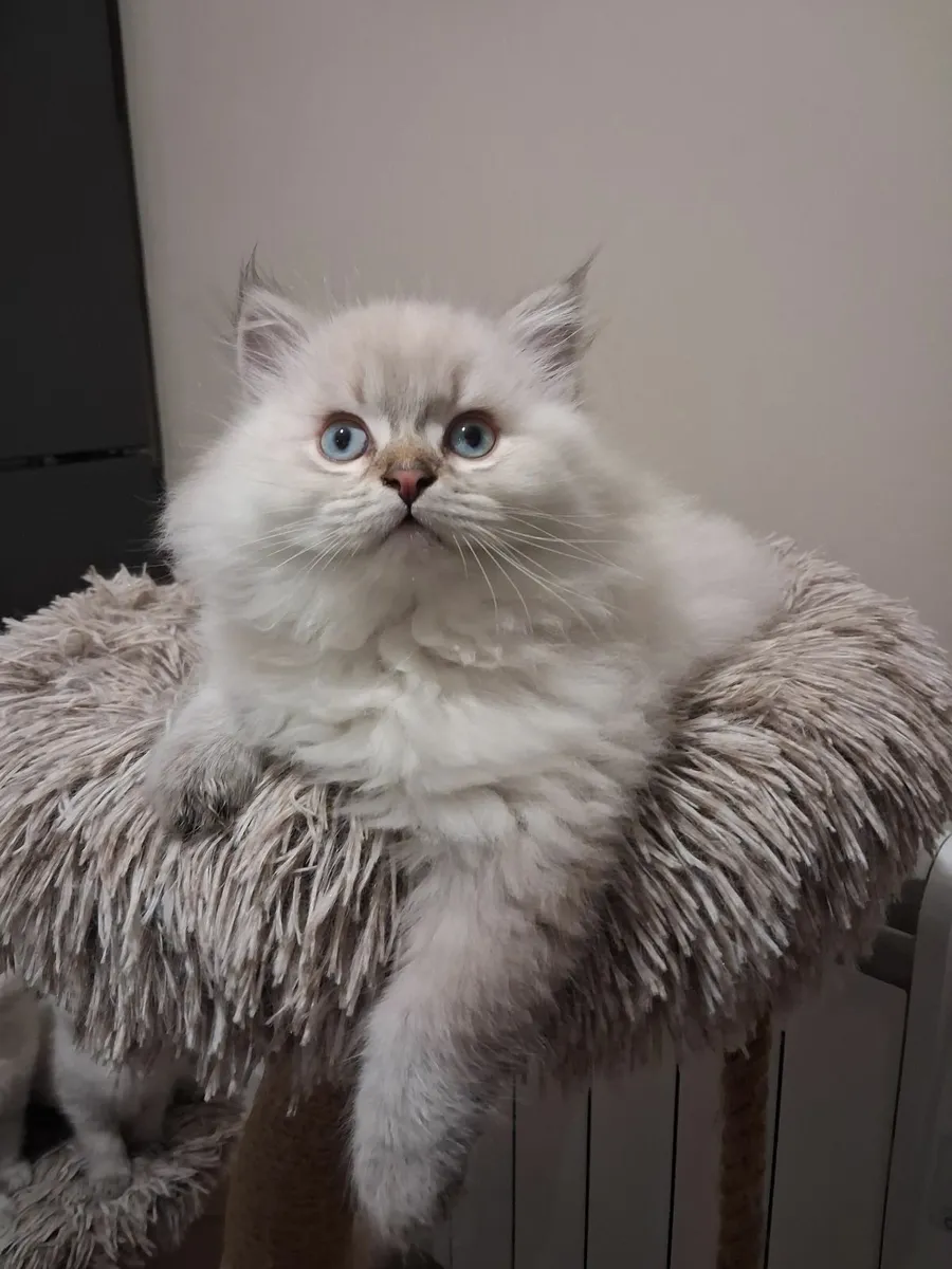Gorgeous male kitten - Image 2