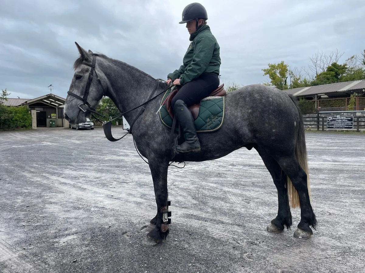 Genuine Draught gelding 4 yo - Image 2
