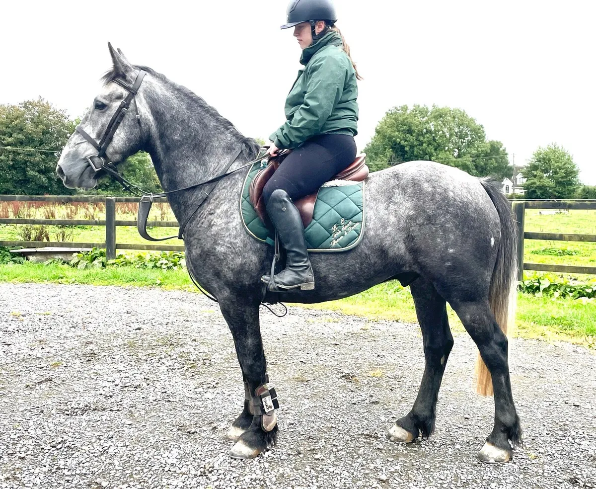 Genuine Draught gelding 4 yo - Image 3