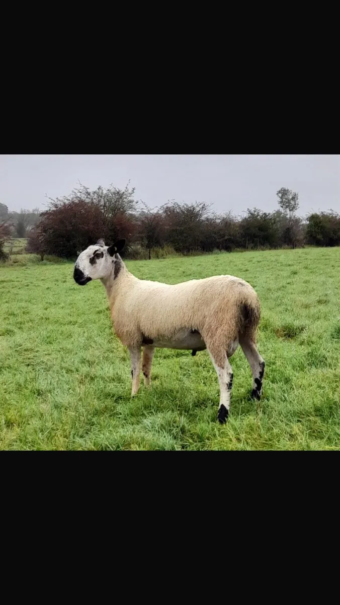 BlueFaced Leicester Ram - Image 2