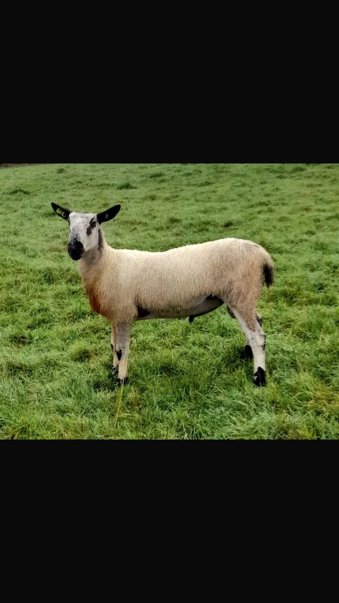 BlueFaced Leicester Ram - Image 1