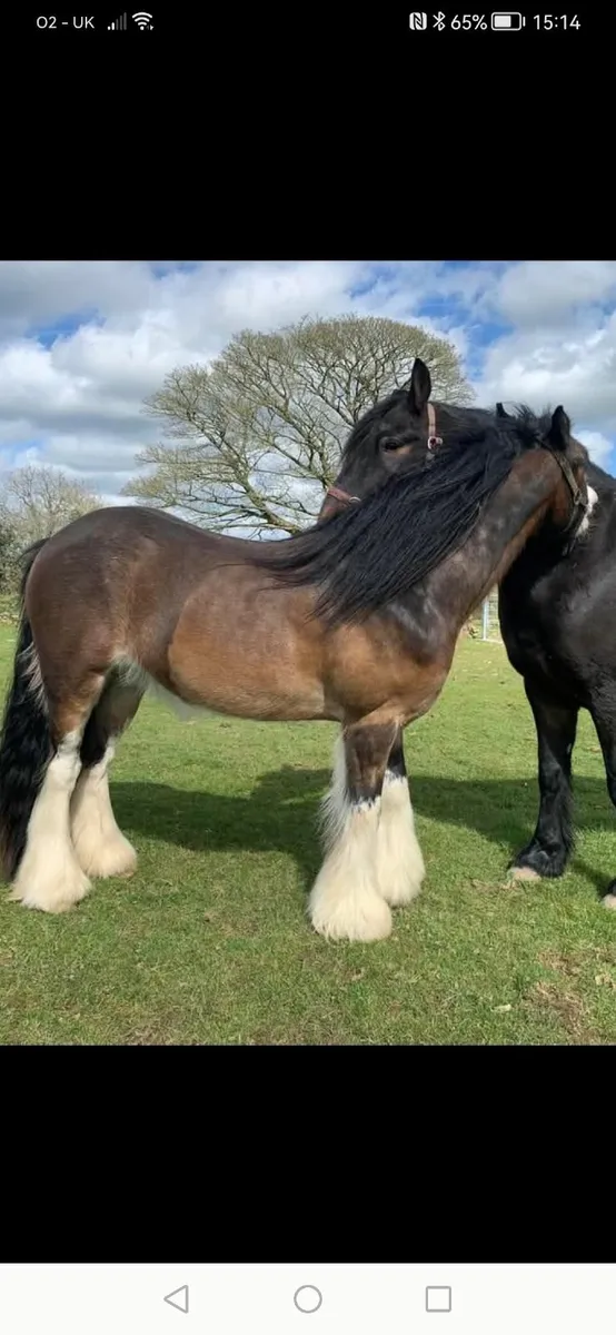 Pony - Image 2