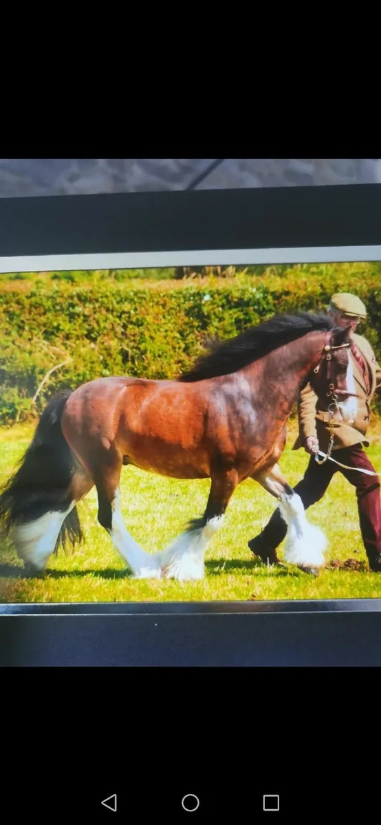 Pony - Image 3