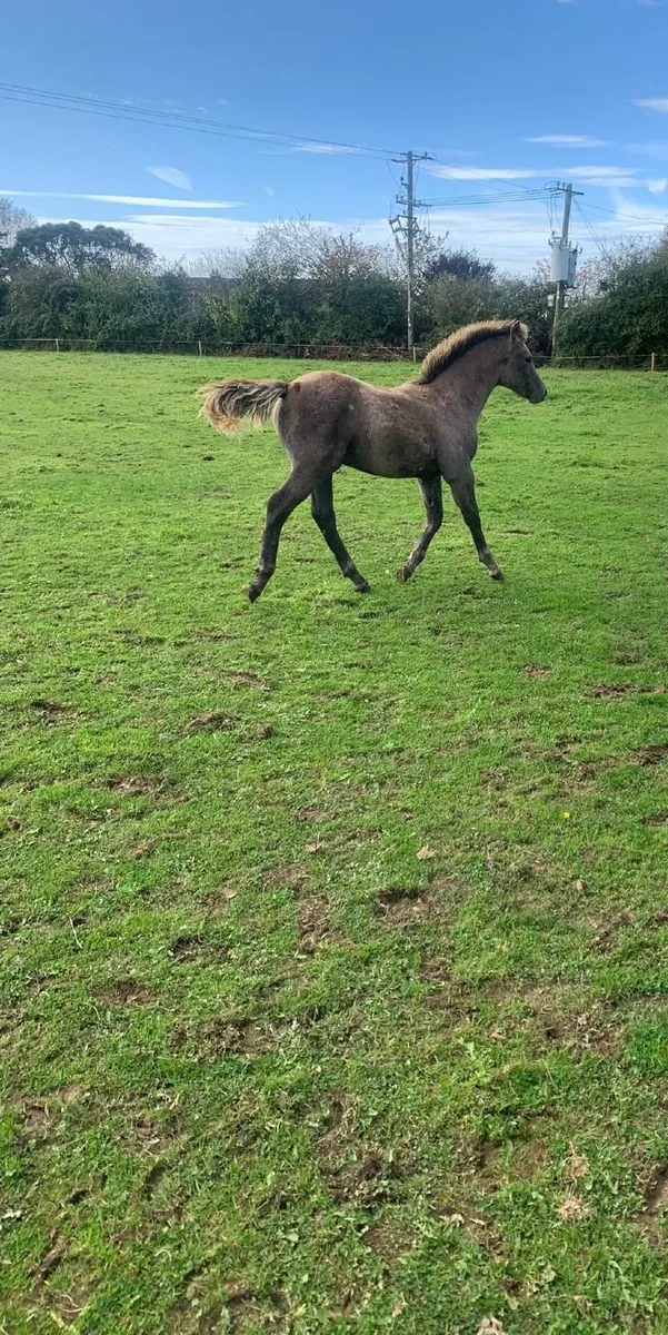 Connemara Colt Foal - 5 Months Old - Image 1