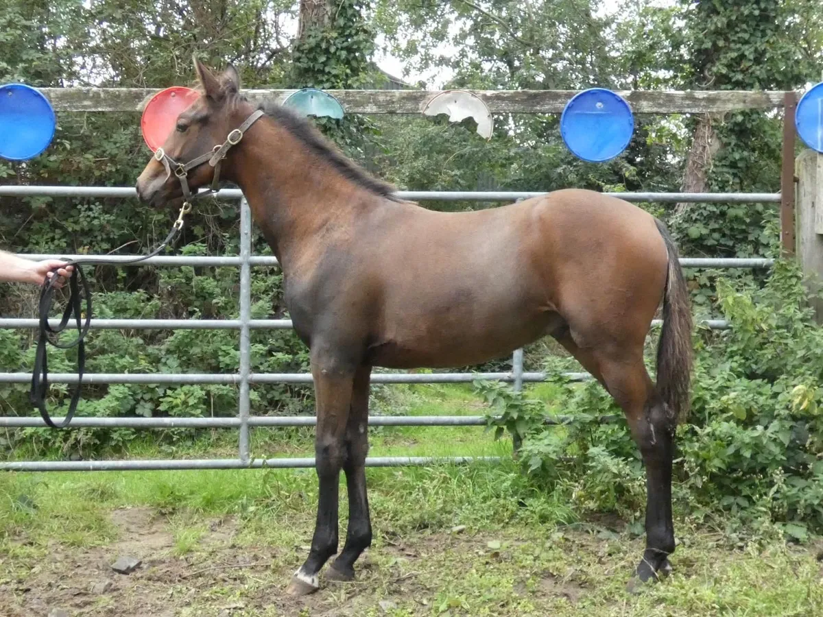 Financial Reward x Rebel Mountain Colt Foal - Image 1
