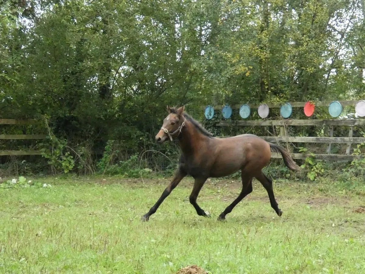 Financial Reward x Rebel Mountain Colt Foal - Image 2