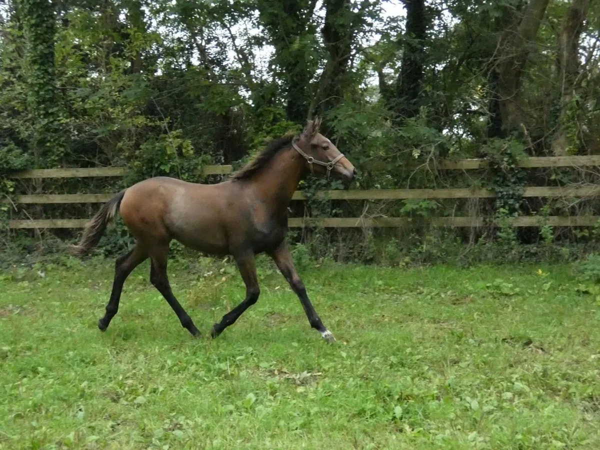 Financial Reward x Rebel Mountain Colt Foal - Image 3