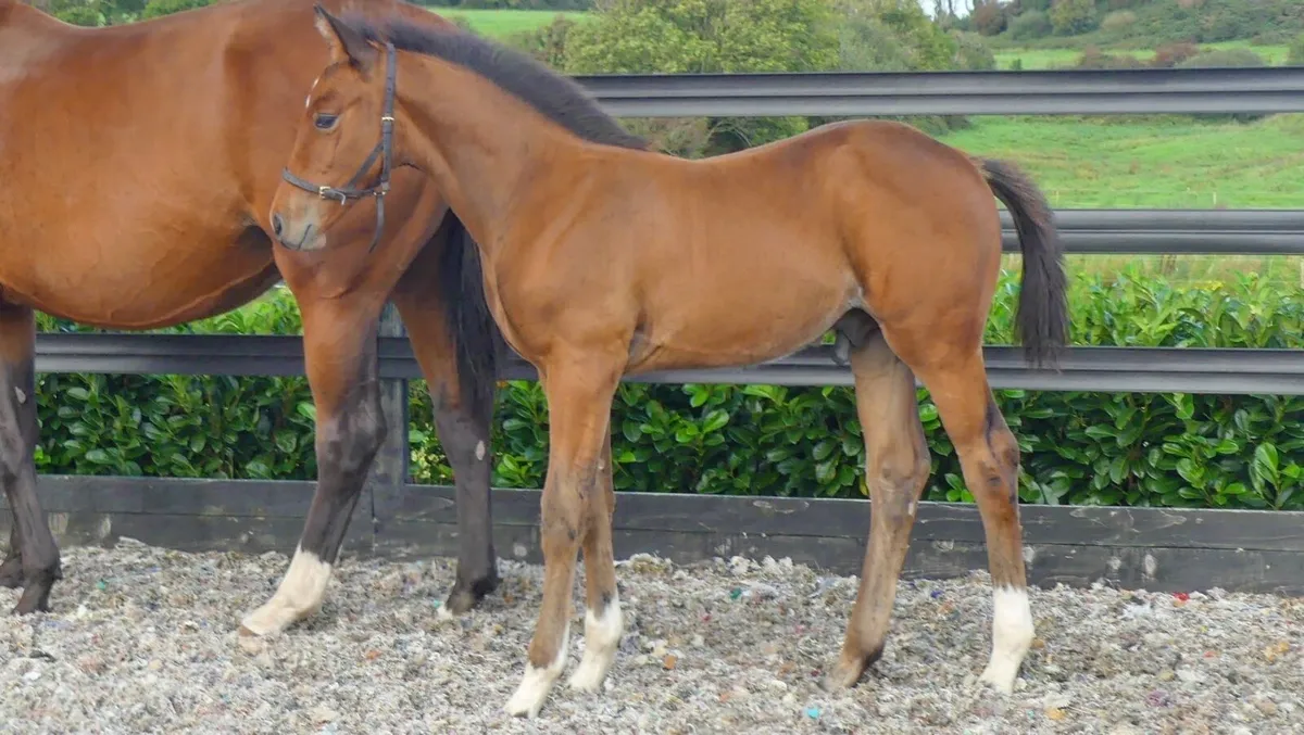 Colt Foal By Zapatero Vdl X I’m Special de Muze - Image 1
