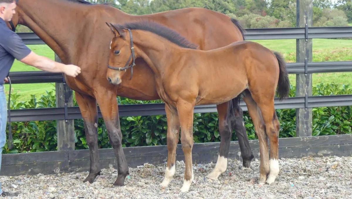 Colt Foal By Zapatero Vdl X I’m Special de Muze - Image 3