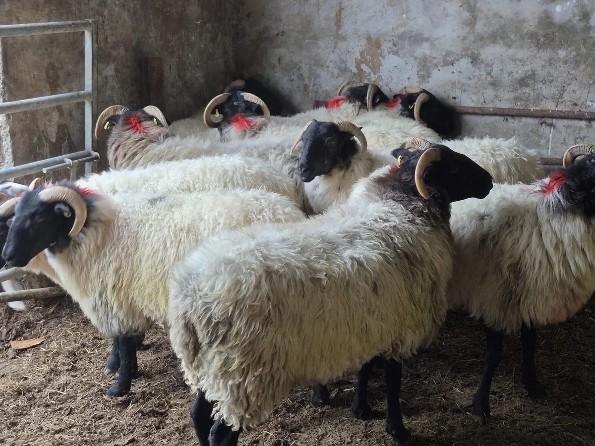 Coolaney Sheep Sales Co.Sligo - Image 2