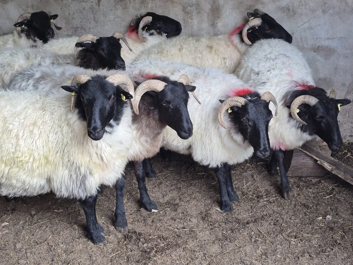 Coolaney Sheep Sales Co.Sligo - Image 3