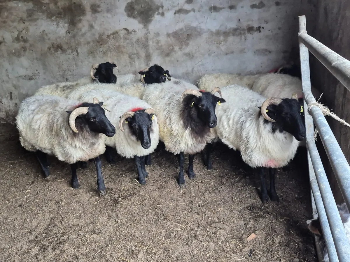 Coolaney Sheep Sales Co.Sligo - Image 4