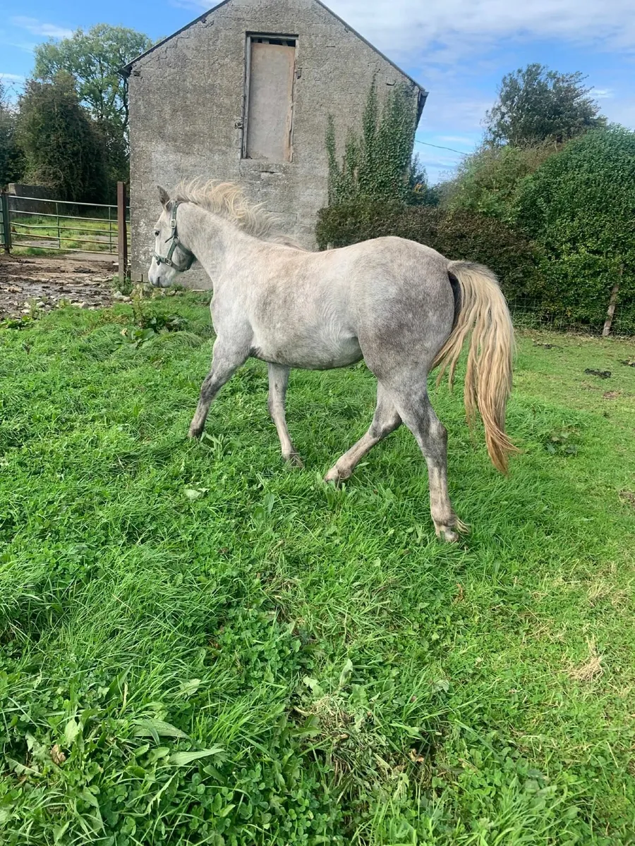 Connemara Yearling Filly - Image 2