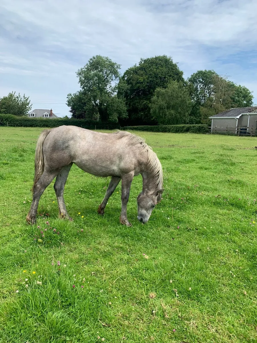 Connemara Yearling Filly - Image 1