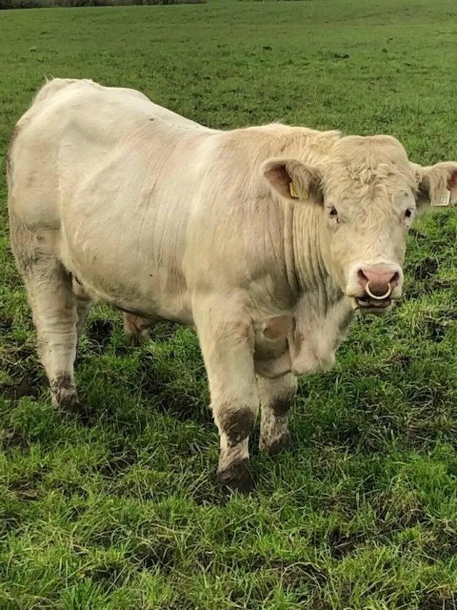5* Pedigree Charolais Bull - Image 2