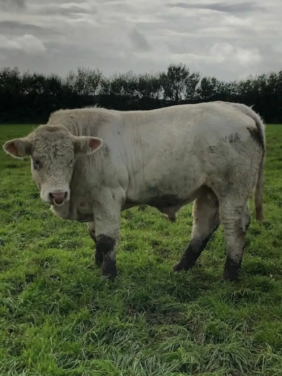 5* Pedigree Charolais Bull - Image 3