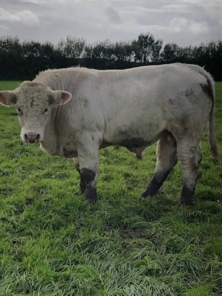 5* Pedigree Charolais Bull - Image 1