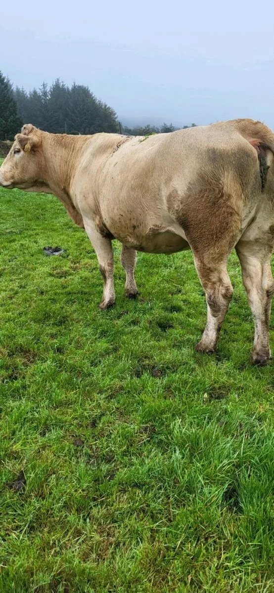 Incalf heifers - Image 2