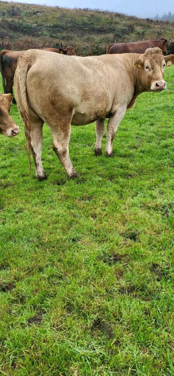 Incalf heifers - Image 3
