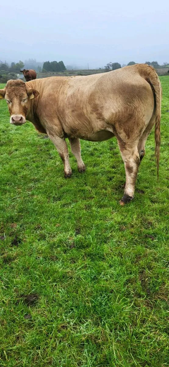 Incalf heifers - Image 4