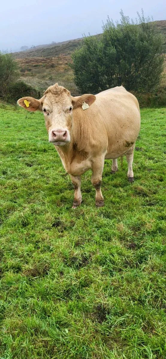 Incalf heifers - Image 1