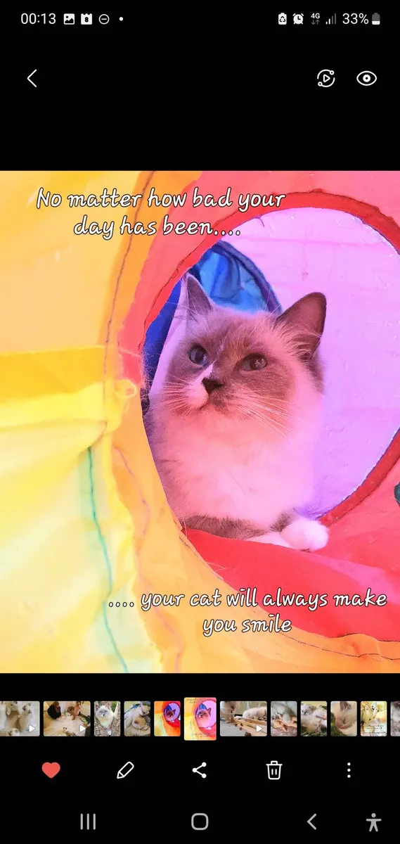 Beautiful Pedigree Ragdoll Companion Girl - Image 2