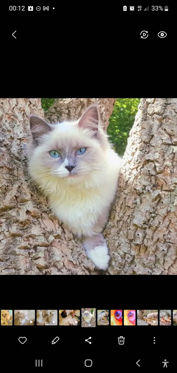 Beautiful Pedigree Ragdoll Companion Girl - Image 1