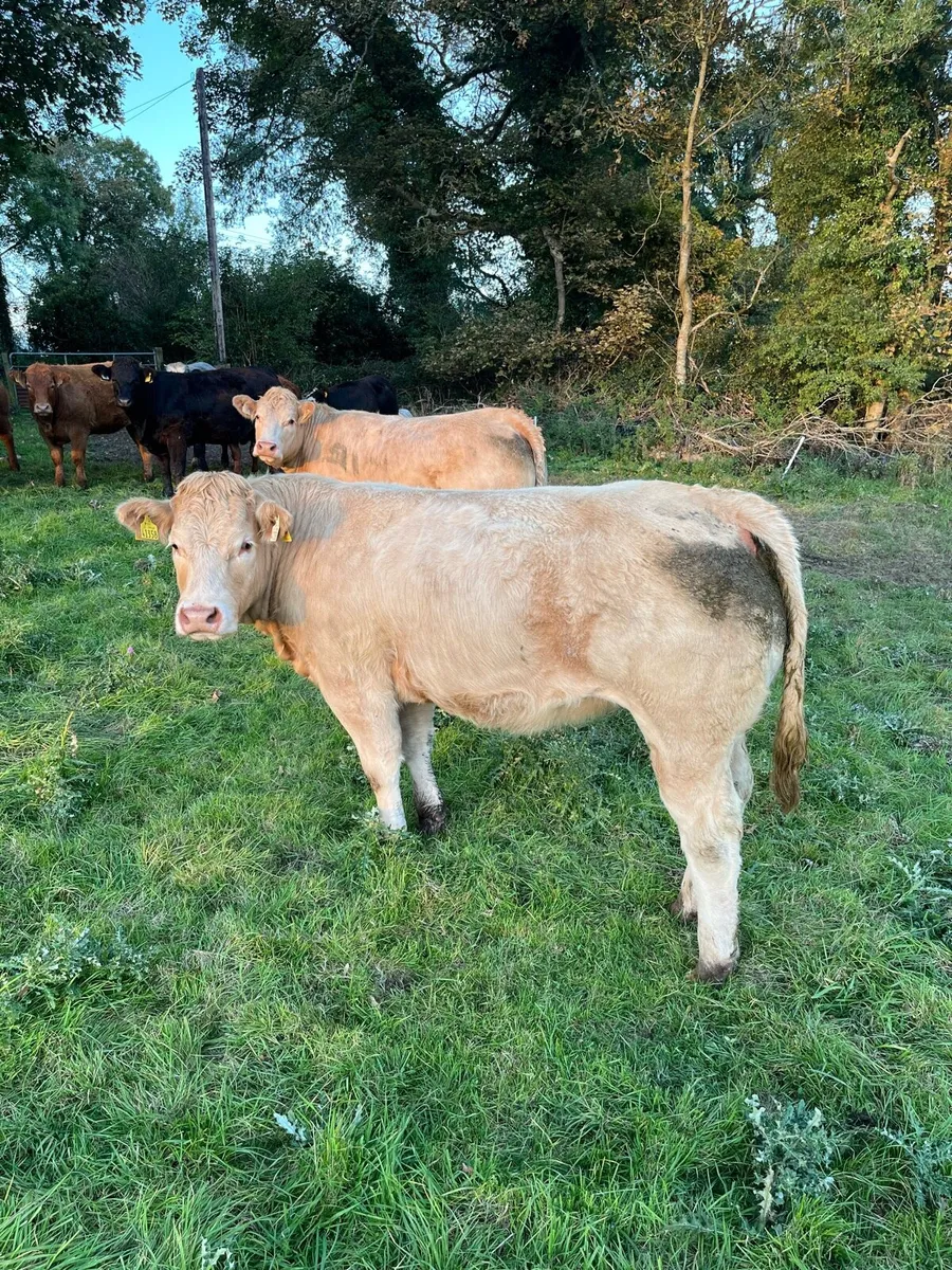 Heifers - Image 1