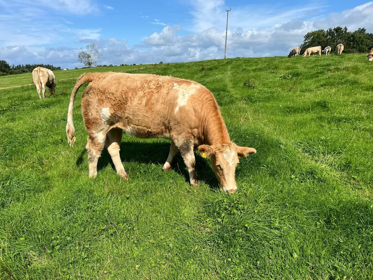 Heifers - Image 2