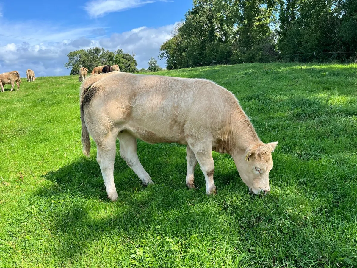 Heifers - Image 3