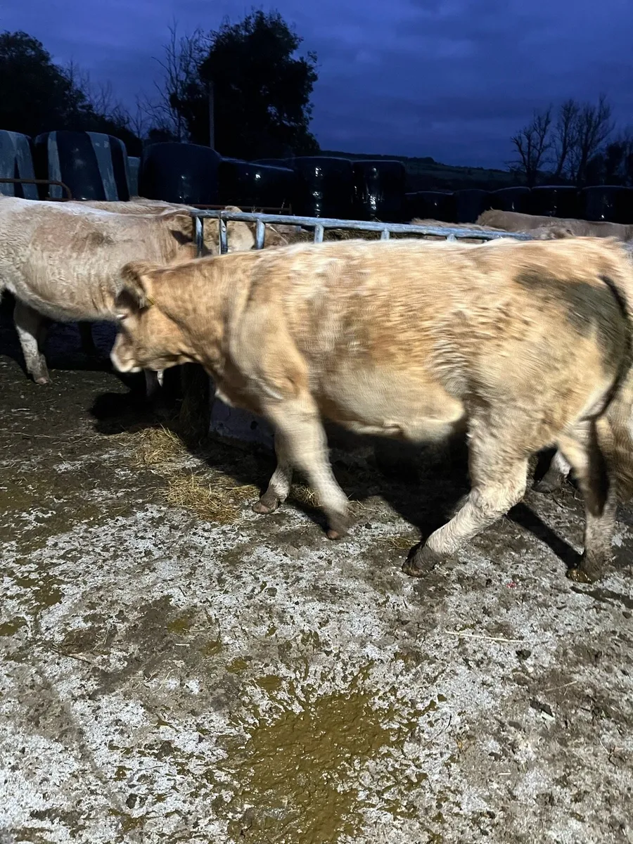 Heifers - Image 4