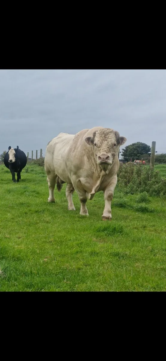 Charolais Bull - Image 1