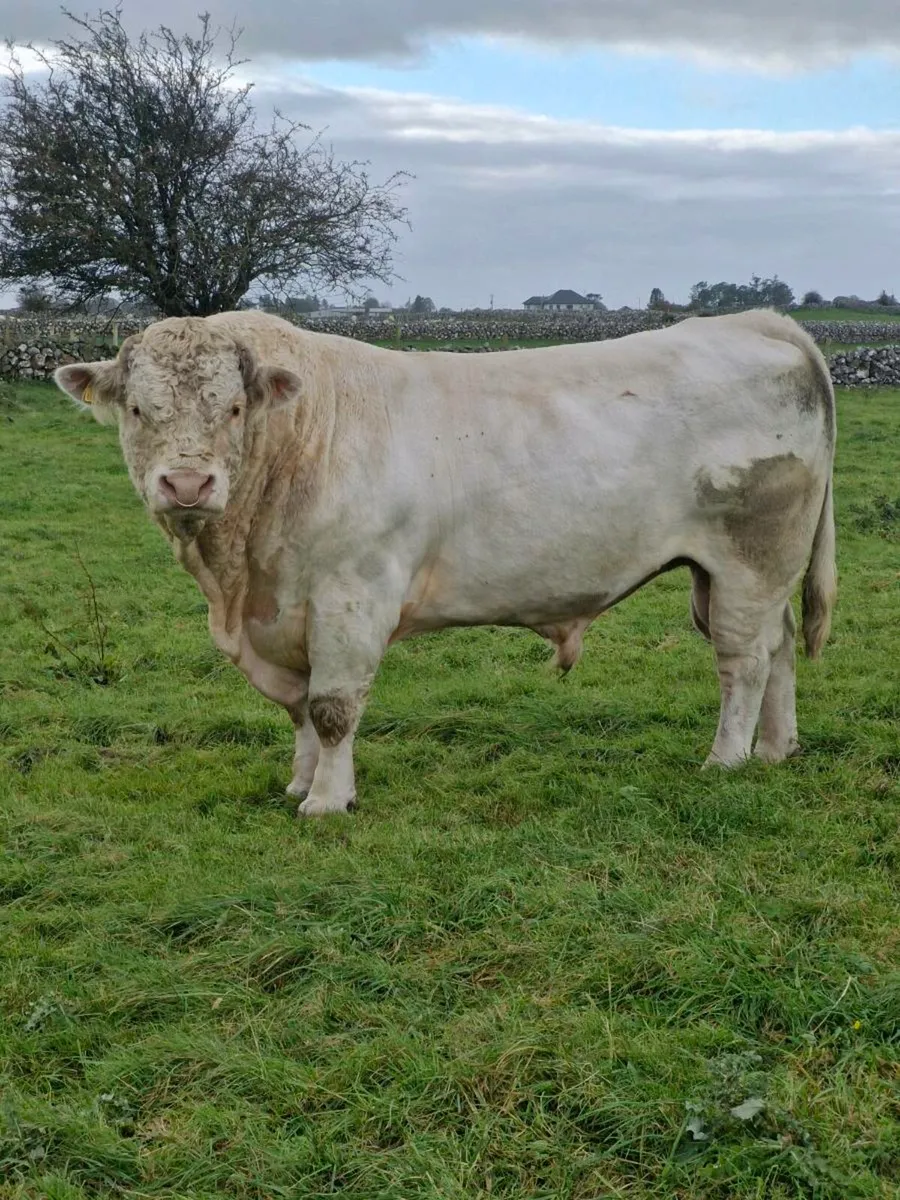 Charolais Bull - Image 2