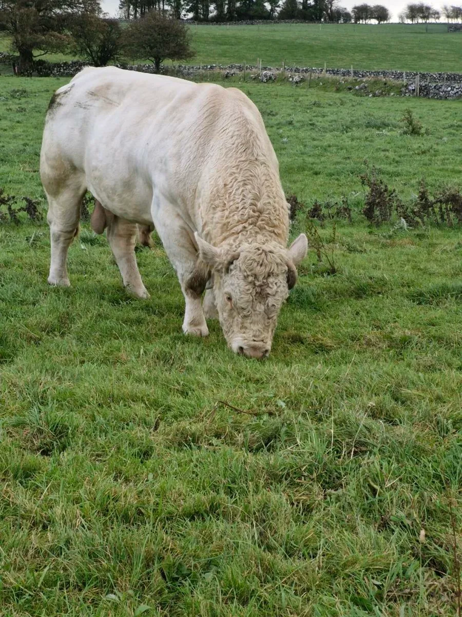 Charolais Bull - Image 3