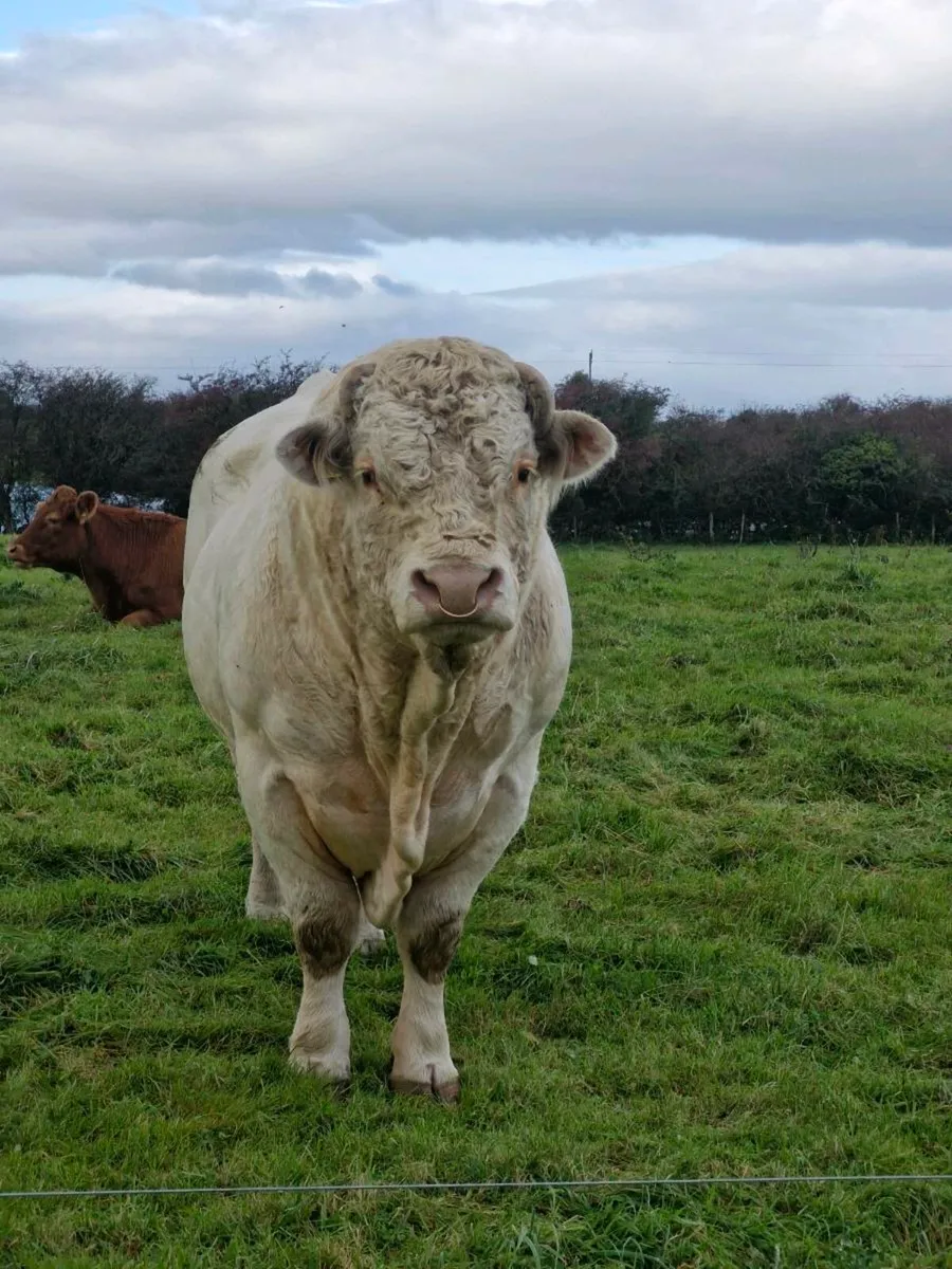 Charolais Bull - Image 4
