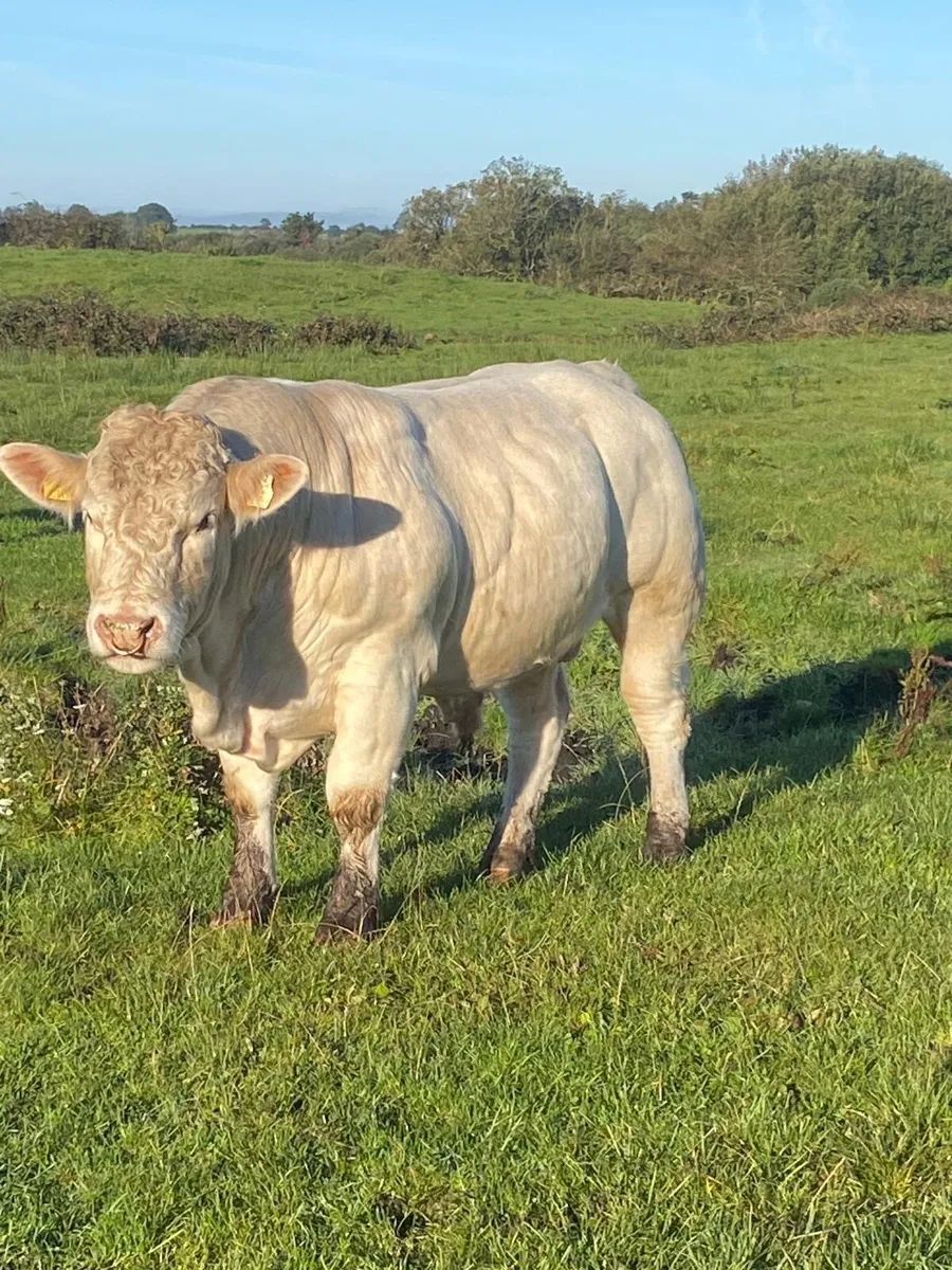 Pedigree Charolais Bull - Image 3