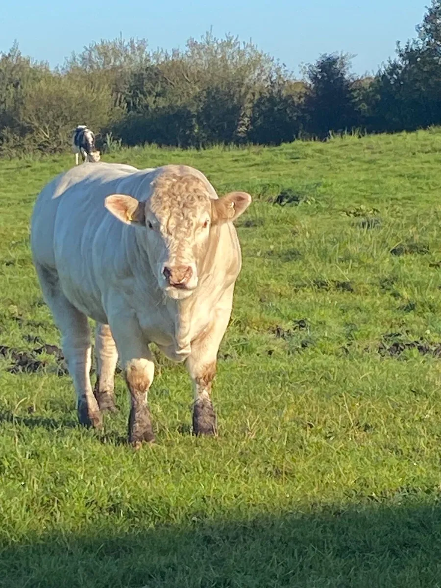 Pedigree Charolais Bull - Image 4