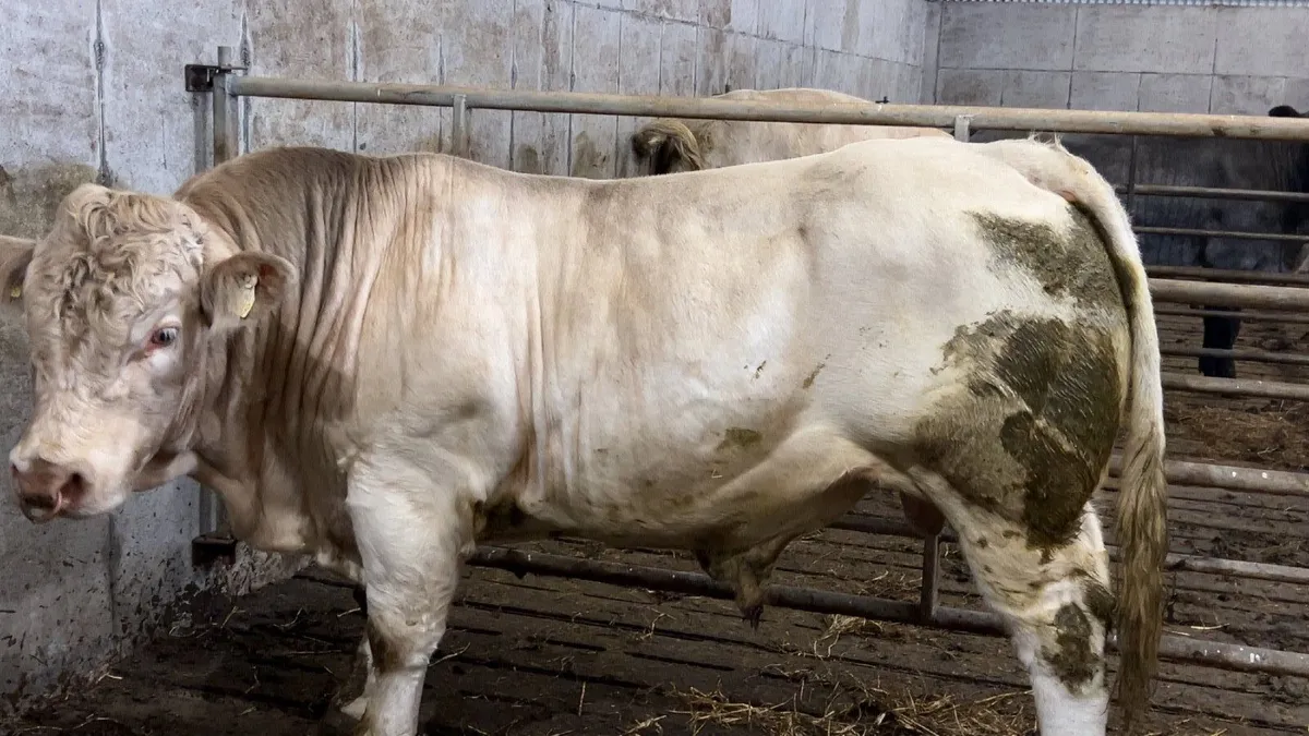 Pedigree Charolais Bull - Image 2