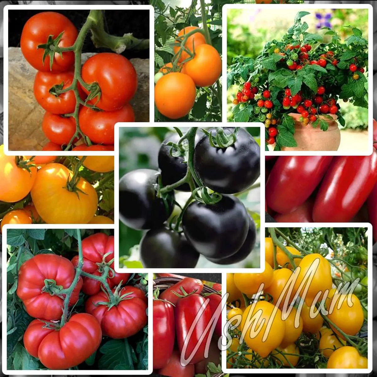 Tomato seeds Over 20 varieties Professionally packed - Image 1